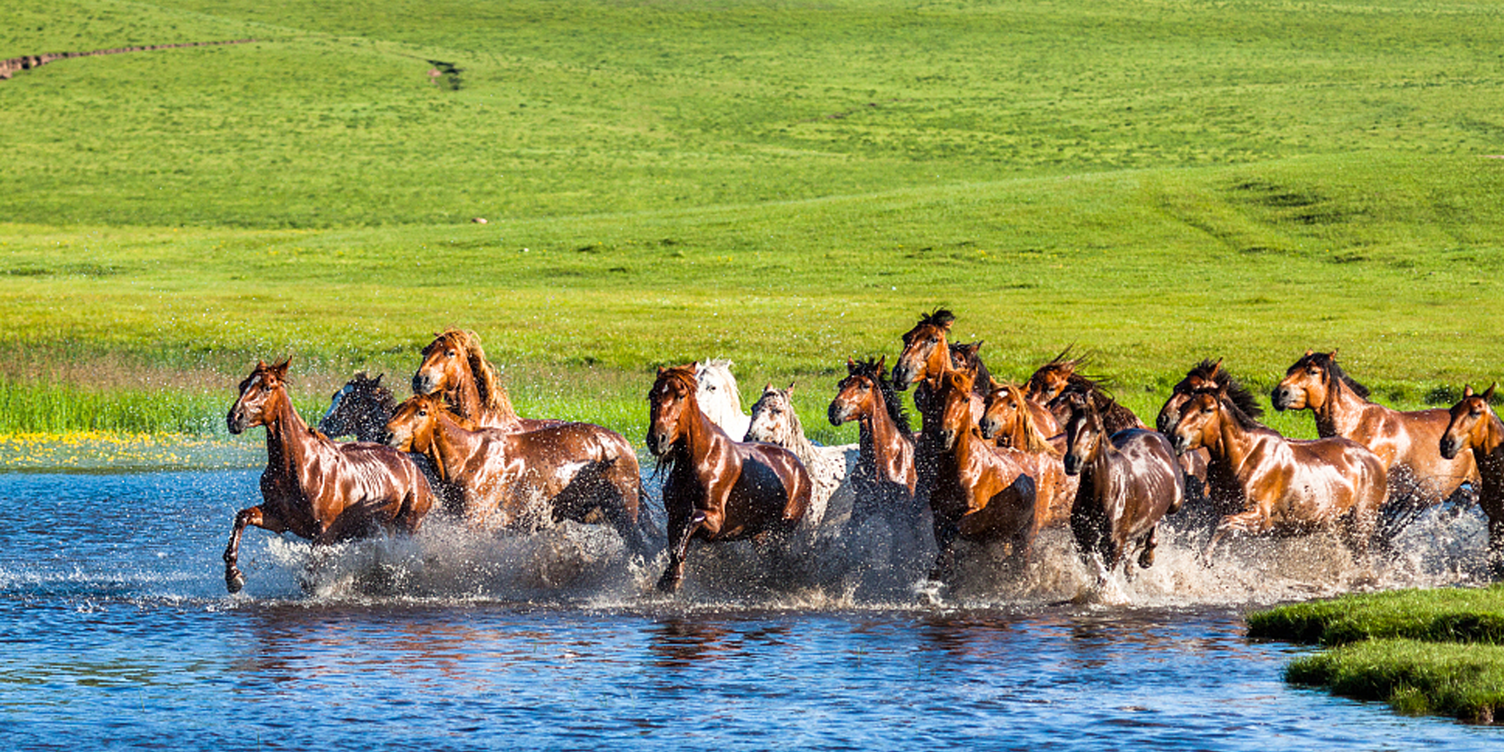 Wild Horses: 6 Places in America Where You Can See Them